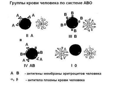 de sânge Fiziologie (sistem antigen Rh) Fiziologia sângelui