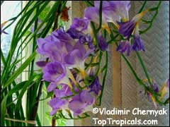 Freesia floare în casă (frezii) Freesia floare în casă
