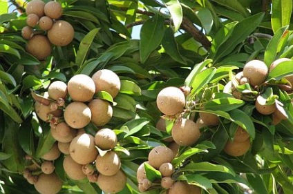 Sapodilla fructe - proprietăți utile, cum ar fi mancatul, calorii (sapodilla) Sapodilla fructe - proprietăți utile, cum ar fi mancatul, calorii