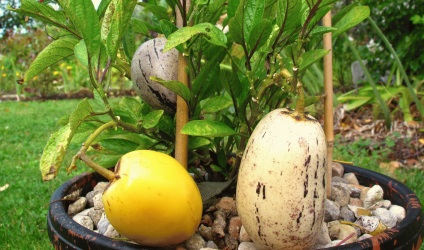 Sapodilla fructe (copac Sapotaceae) - proprietăți și contraindicații utile (lemn) Sapodilla fructe (copac Sapotaceae) - proprietăți utile și contraindicații