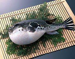 Fugu - peștele cel mai veninos (pește) Fugu - peștele cel mai veninos