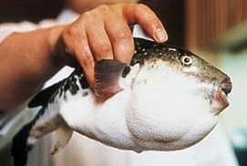 Fugu - peștele cel mai veninos (pește) Fugu - peștele cel mai veninos
