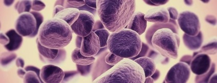 Activitatea funcțională a celulelor sanguine fagocitare (activitate) Activitatea funcțională a celulelor sanguine fagocitare