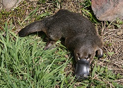 În cazul în care el trăiește și ce mănâncă Platypus, toate despre animale (feed-uri ornitorincul) În cazul în care el trăiește și ce mănâncă Platypus, totul despre animale