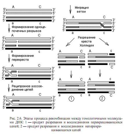 schimbul genetic și recombinare - studopediya (gratuit) schimbul genetic și recombinare - studopediya