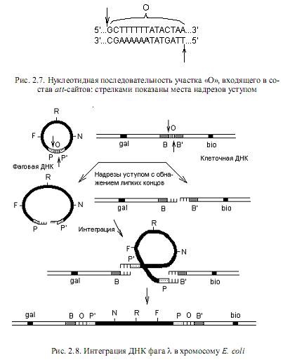 schimbul genetic si recombinare - studopediya (genetică) schimbul genetic și recombinare - studopediya