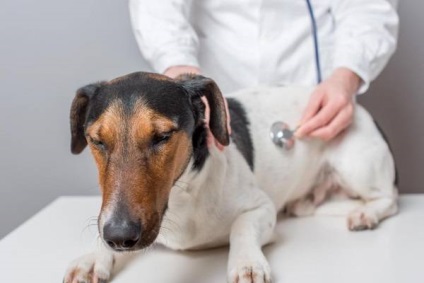 Gentamicina Dog caracteristici ale preparatului și utilizarea acestuia (cerere) Caracteristicile Gentamicină Dog de prepararea și utilizarea acestuia
