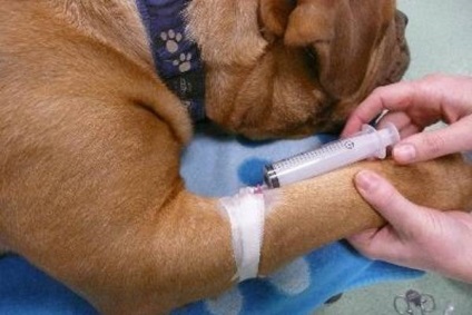 Gentamicina Dog caracteristici ale preparatului și utilizarea acestuia (gentamicină) Caracteristicile Gentamicină Dog de prepararea și utilizarea acestuia