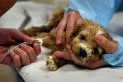 Gentamicina Dog caracteristici ale preparatului și utilizarea acestuia (gentamicină) Caracteristicile Gentamicină Dog de prepararea și utilizarea acestuia