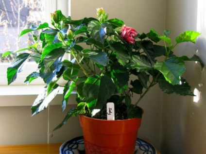 îngrijire cameră Hibiscus, propagare, tăierea la domiciliu (hibiscus) îngrijire cameră Hibiscus, propagare, tăiere la domiciliu