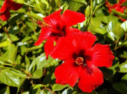 îngrijire cameră Hibiscus, propagare, tăierea la domiciliu (camera) îngrijire cameră Hibiscus, propagare, tăiere la domiciliu