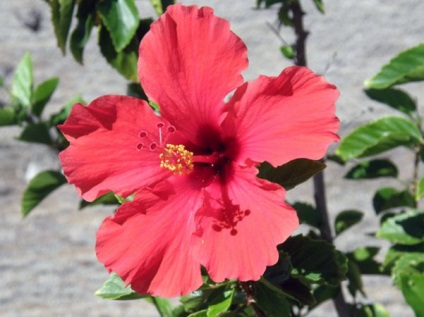 îngrijire cameră Hibiscus, propagare, tăierea la domiciliu (trunchiere) îngrijire cameră Hibiscus, propagare, tăiere la domiciliu