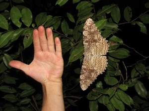 insecte gigant - răspunsuri simple la întrebări complexe (fluture scoop Agrippina) insecte gigant - răspunsuri simple la întrebări complexe