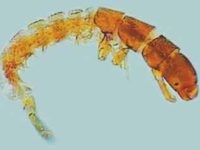pescuit de adâncime cu mâinile lor (sfaturi cu experiență pescari) pescuit de adâncime cu mâinile lor