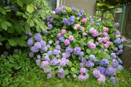 Hortensie de plantare de grădină și de îngrijire în câmp deschis (Hydrangea) Hortensie de plantare de grădină și de îngrijire în câmp deschis