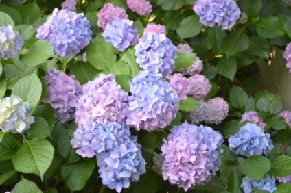 Hortensie de plantare de grădină și de îngrijire în câmp deschis (grădina) Hortensie de plantare de grădină și de îngrijire în câmp deschis