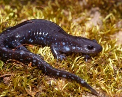 Pieptnai Triton (Triturus cristatus) photo verucoase triton, descriere reproducere Biologie (verucoase) Pieptnai Triton (Triturus cristatus) photo verucoase triton, descriere reproducere Biologie
