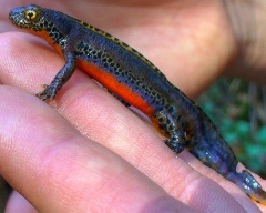 Pieptnai Triton (Triturus cristatus) photo verucoase triton, descriere reproducere Biologie (Triturus) Pieptnai Triton (Triturus cristatus) photo verucoase triton, descriere reproducere Biologie