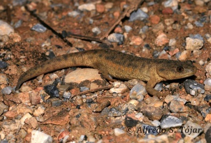 Pieptnai Triton (Triturus cristatus) photo verucoase triton, descriere reproducere biologie (descriere) Pieptnai Triton (Triturus cristatus) photo verucoase triton, descriere reproducere Biologie