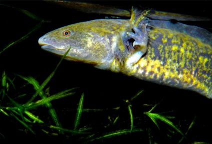 Pieptnai Triton (Triturus cristatus) photo verucoase triton, descriere reproducere biologie (descriere) Pieptnai Triton (Triturus cristatus) photo verucoase triton, descriere reproducere Biologie