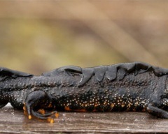 Pieptnai Triton (Triturus cristatus) photo verucoase triton, descriere reproducere Biologie (Triton) Pieptnai Triton (Triturus cristatus) photo verucoase triton, descriere reproducere Biologie