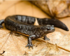 Pieptnai Triton (Triturus cristatus) photo verucoase triton, descriere reproducere Biologie (Comb) Pieptnai Triton (Triturus cristatus) photo verucoase triton, descriere reproducere Biologie