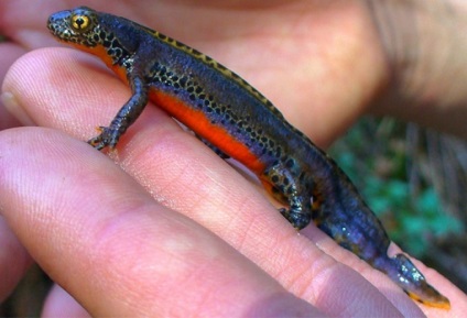 Pieptnai Triton (Triturus cristatus) photo verucoase triton, descriere reproducere Biologie (verucoase) Pieptnai Triton (Triturus cristatus) photo verucoase triton, descriere reproducere Biologie