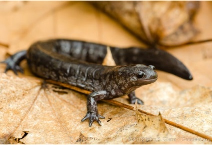 Pieptnai Triton (Triturus cristatus) photo verucoase triton, descriere reproducere Biologie (verucoase) Pieptnai Triton (Triturus cristatus) photo verucoase triton, descriere reproducere Biologie