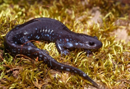 Pieptnai Triton (Triturus cristatus) photo verucoase triton, descriere reproducere Biologie (cristatus) Pieptnai Triton (Triturus cristatus) photo verucoase triton, descriere reproducere Biologie