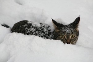Povestea pisicilor din România, încă o dată despre pisici (pisici) Povestea pisicilor din România, încă o dată despre pisici