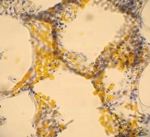 Producerea preparatelor histologice (producător) Producerea preparatelor histologice