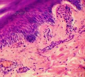 Producerea preparatelor histologice (histologia) Producerea preparatelor histologice