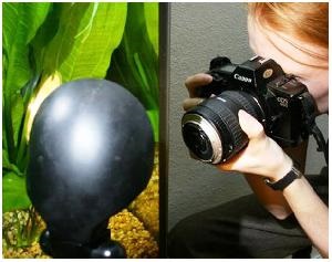 Cum de a face fotografii în modul macro acasă acvariu (de fabricație) Cum de a face fotografii în modul macro acasă acvariu