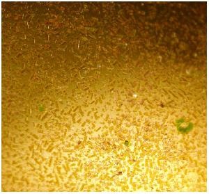 Cum de a face fotografii în modul macro acasă acvariu (acvaristică) Cum de a face fotografii în modul macro acasă acvariu