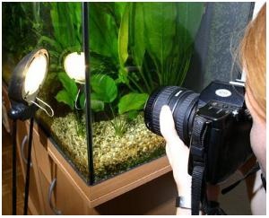 Cum de a face fotografii în macro acasă acvariu modul (filtru) Cum de a face fotografii în modul macro acasă acvariu