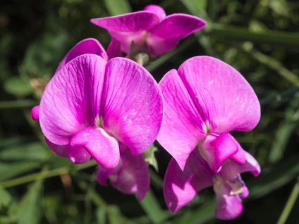 Ce fel de flori pentru a planta răsaduri în aprilie (răsaduri) Ce fel de flori pentru a planta răsaduri în aprilie