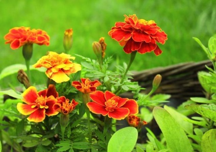 Ce fel de flori pentru a planta răsaduri în aprilie (răsaduri) Ce fel de flori pentru a planta răsaduri în aprilie