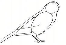 Cum de a desena etape creion Finch (Finch) Cum de a desena un creion etape Finch