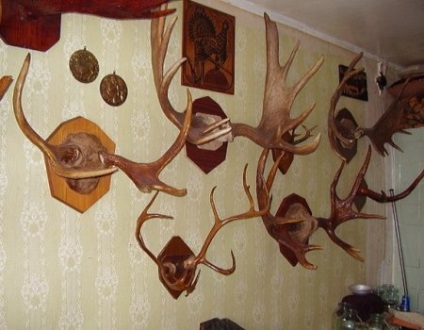 Cum să se ocupe de coarnele elanului (coarne) Cum să se ocupe de coarne de elan