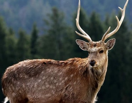 Cum să se ocupe de coarnelor elani (elani) Cum să se ocupe de coarne de elan