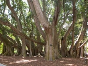 Ce ficus ajută fotografie gravidă (ajută) Ce ficus ajută fotografii gravide