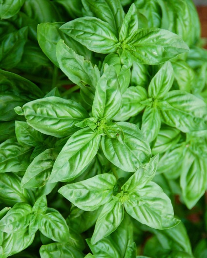 Cum să planteze în grădină tot drumul spre sine toate au crescut molvinets ϟ interpreți (plante) Cum să planteze în grădină tot drumul spre sine toate au crescut molvinets ϟ interpreți