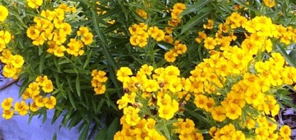 Cum să planteze în grădină tot drumul spre sine toate au crescut molvinets ϟ interpreți (diferite părți ale grădinii) Cum să planteze în grădină tot drumul spre sine toate au crescut molvinets ϟ interpreți