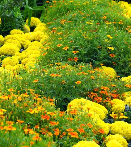 Cum să planteze în grădină tot drumul spre sine toate au crescut molvinets ϟ interpreți (plante) Cum să planteze în grădină tot drumul spre sine toate au crescut molvinets ϟ interpreți