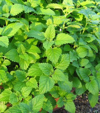 Cum să planteze în grădină tot drumul spre sine toate au crescut molvinets ϟ interpreți (gradina) Cum să planteze în grădină tot drumul spre sine toate au crescut molvinets ϟ interpreți
