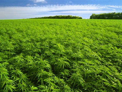 Cum să planteze în grădină tot drumul spre sine toate au crescut molvinets ϟ interpreți (gradina) Cum să planteze în grădină tot drumul spre sine toate au crescut molvinets ϟ interpreți