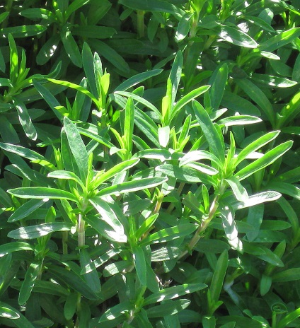 Cum să planteze în grădină tot drumul spre sine toate au crescut molvinets ϟ interpreți (gradina) Cum să planteze în grădină tot drumul spre sine toate au crescut molvinets ϟ interpreți