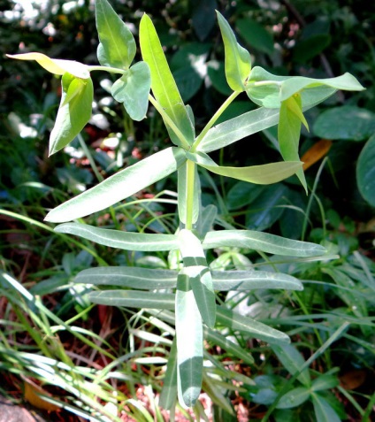 Cum să planteze în grădină tot drumul spre sine toate au crescut molvinets ϟ interpreți (gradina) Cum să planteze în grădină tot drumul spre sine toate au crescut molvinets ϟ interpreți