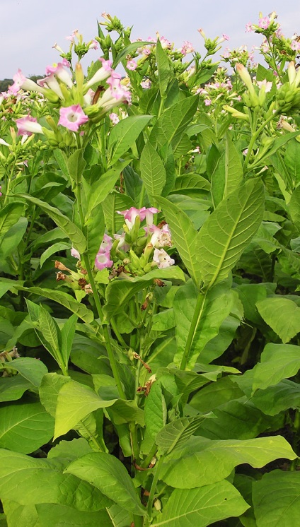 Cum să planteze în grădină tot drumul spre sine toate creșteau molvinets ϟ interpreți (descurajeaza varză molia) Cum să planteze în grădină tot drumul spre sine toate au crescut molvinets ϟ interpreți