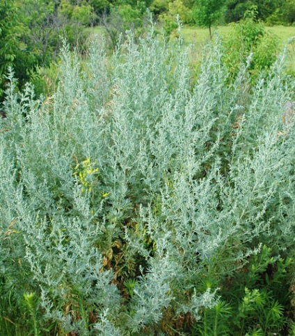 Cum să planteze în grădină tot drumul spre sine toate au crescut molvinets ϟ interpreți (gradina) Cum să planteze în grădină tot drumul spre sine toate au crescut molvinets ϟ interpreți